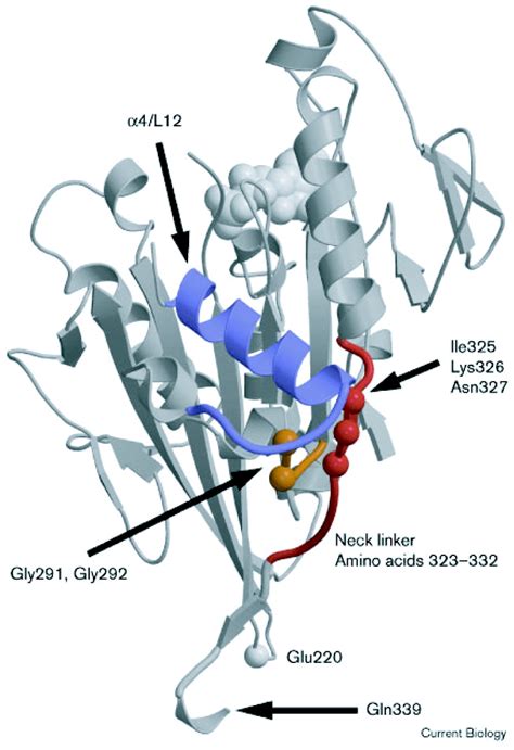 Role Of The Kinesin Neck Linker And Catalytic Core In Microtubule Based