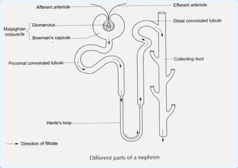 Simple Diagram Of A Nephron Draw And Label A Nephron How To