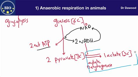 😍 Anaerobic respiration in animals. Anaerobic Respiration in Plants ...