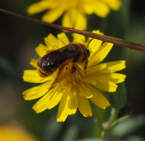 Hymenoptera Abejas Avispas Y Hormigas Monteriza