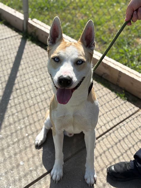 Forney Animal Shelter Pet of the Week - Bluey
