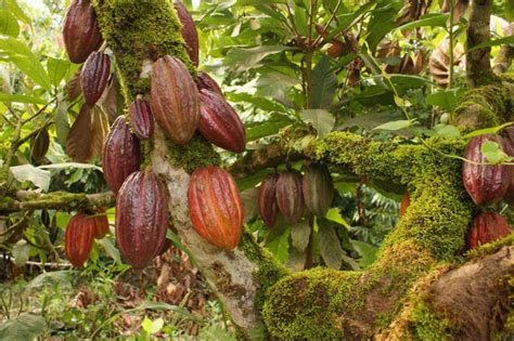 Cómo cultivar cacao