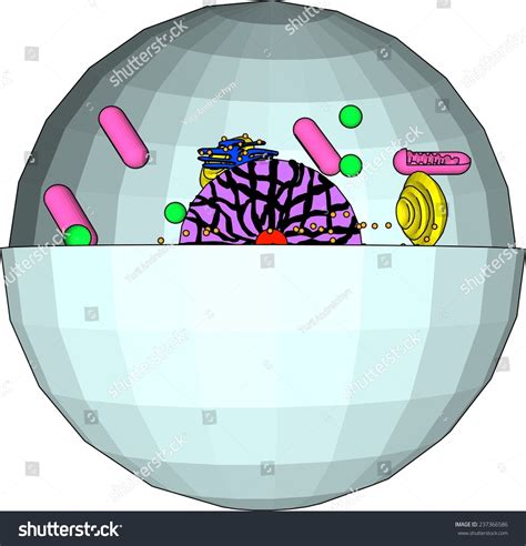 Biology Cell Stock Vector (Royalty Free) 237366586 | Shutterstock