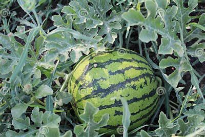 Арбуз фото на поле летом стоковое фото. изображение насчитывающей ягод ...