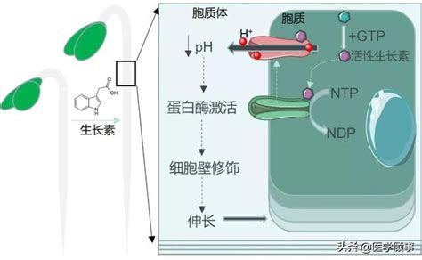 Nature生长素如何促进细胞生长