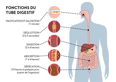 Alimentation Digestion Pour Se Sentir Mieux Dans Son Corps