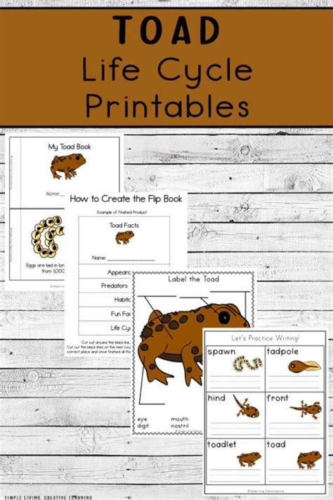 Toad Life Cycle Printables - Simple Living. Creative Learning