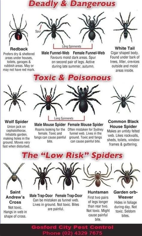 Pin By Shelly Justin On Pests Spider Identification Chart Spider Identification Survival