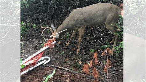 Deer Caught In Soccer Net Rescued By West Chester Police