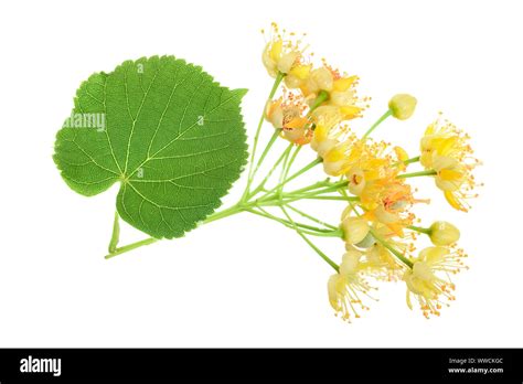 Липа картинки для детей (Много фото!) - drawpics.ru