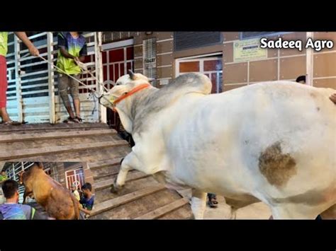 Huge Brahman Cross Bull Deshal Cow Loading Sadeeq Agro 2023 Pakra