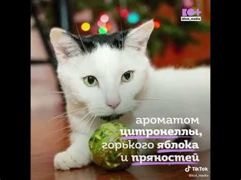 Котики супер - YouTube