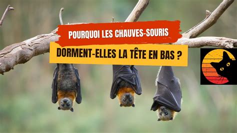 Pourquoi Les Chauves Souris Dorment Elles La T Te En Bas Youtube