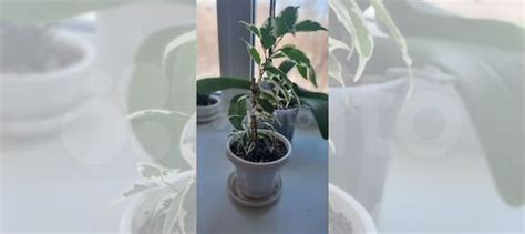 Фикус твилайт купить в Оренбурге | Товары для дома и дачи | Авито