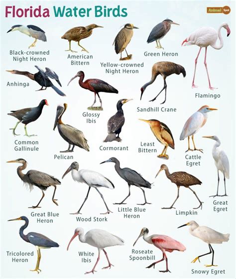 Pink Birds Facts List Pictures And More