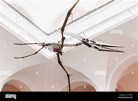 Pterodactyl Skeleton Hi Res Stock Photography And Images Alamy