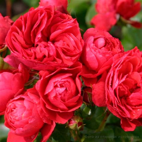Роза флорибунда «Черри Герл» – купить саженцы оптом и в розницу ...