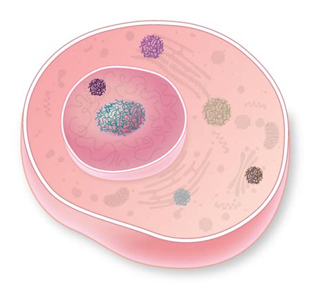 These Organelles Have No Membranes The Scientist Magazine