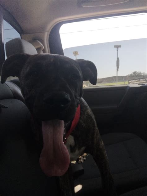 Создать мем "порода питбуль, собака питбуль, питбультерьер собака ...