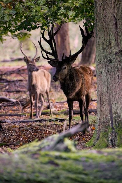 Premium Photo | Large antlers on deer