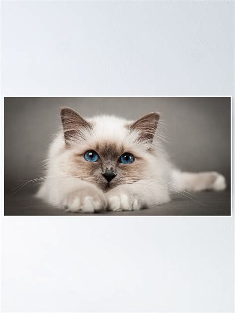 Cute Cat Pussy Poster For Sale By Zhandorova Redbubble