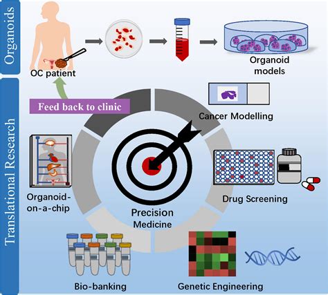 Frontiers Application Of Ovarian Cancer Organoids In Precision