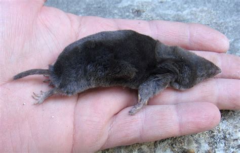 Wildlife Watching Wednesday The Pesky Short Tailed Shrew — Global