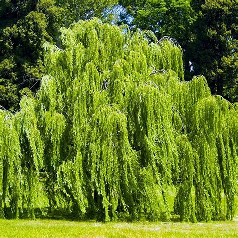 Саженцы ивы Водопад купить по цене - 765 руб. | Маркетплейс Садовый Центр