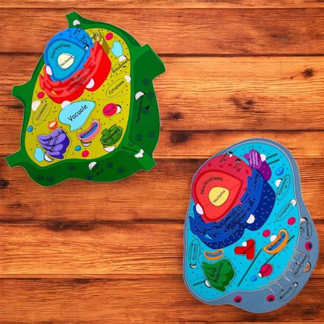 Plant Cell And Animal Cell Combo