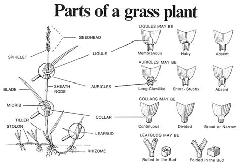 Italian And Annual Ryegrasses In Cropping Systems On Pasture