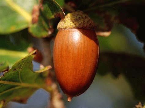 Желудь полезные свойства и противопоказания