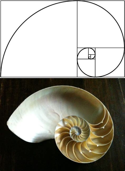 15 Uncanny Examples of the Golden Ratio in Nature