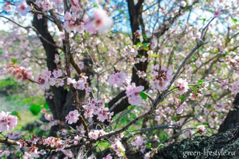Цветущий миндаль: фото и описание красивого цветущего миндаля