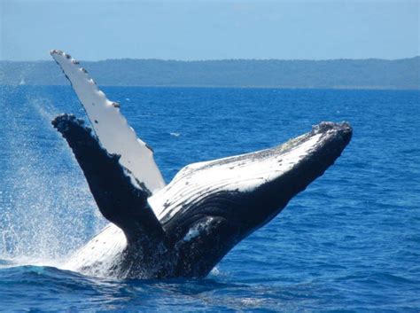 Mooloolaba's best Whale Watching - Australia Travel