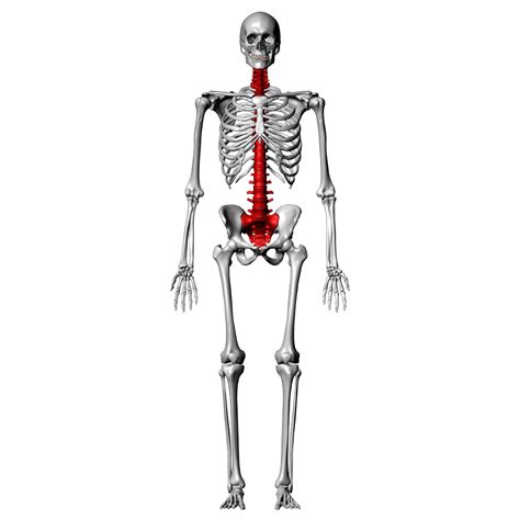 Vertebral Labeling Quiz