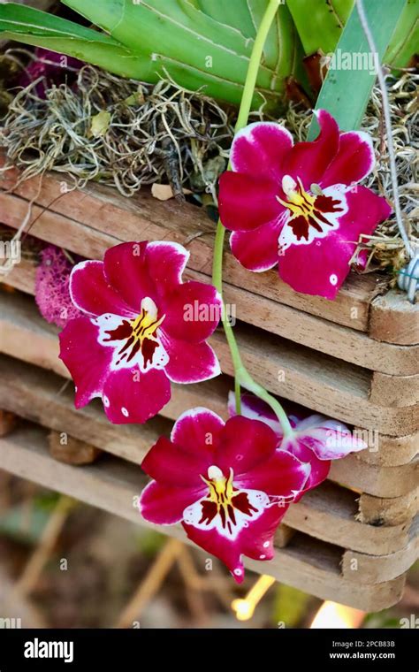 Orchid show at Cleveland Botanical Garden in March 2023 Stock Photo - Alamy