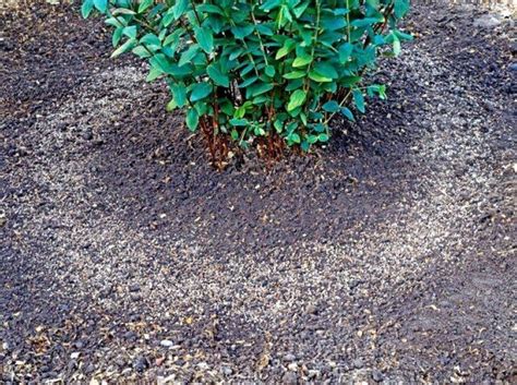 Мясокостная мука как ценное удобрение в огороде: для чего и как применять