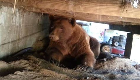 Fearless Man Kindly Convinces Big Ass Bear To Take A Hike The Dodo