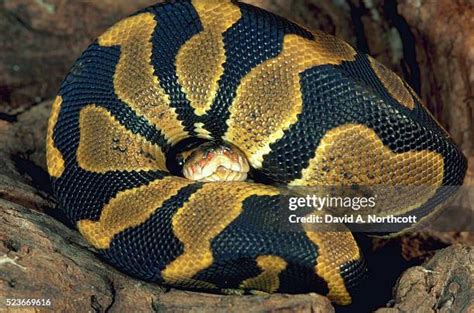 ball python stock  high res pictures  images getty images