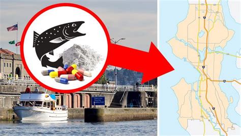 Caution: Salmon From This Region Contains Cocaine And Prescription Drugs