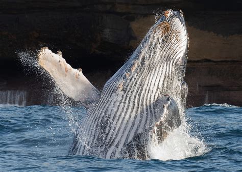 Australia’s Humpback Whales | faunographic 
