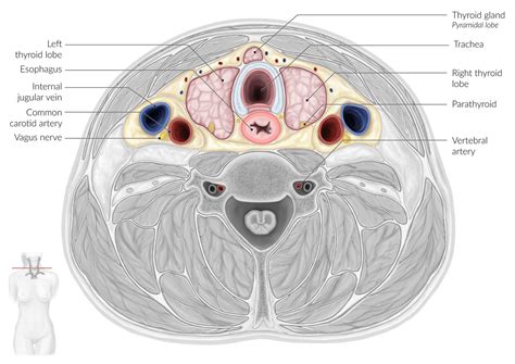 Parathyroid Gland Anatomy