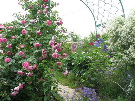 Роза жасмина (jasmina): фото, описание и особенности