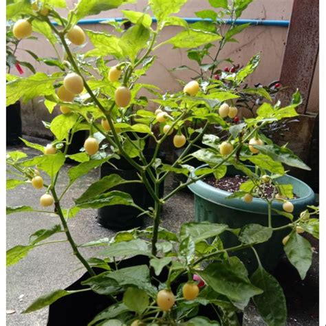 White Bullet Habanero Seeds Capsicum Chinense Shopee Philippines