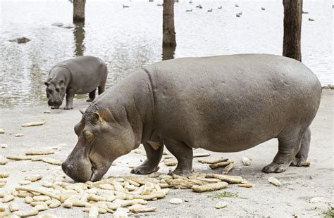 What Do Hippos Eat Animal Corner