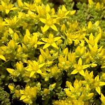 Желтый сад | Любимые цветы