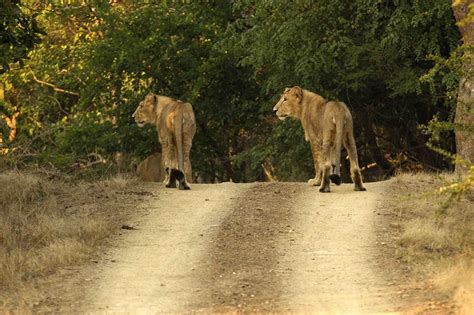 Gir National Park Gujarat With Images Gir Forest Big Cats