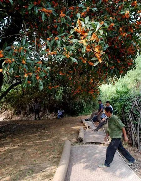 文化遗产在福建 浦城丹桂茶：“清清吉吉”待客茶 桂花 新浪新闻