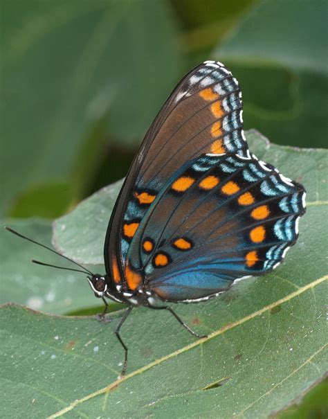 Red Spotted Purple Alabama Butterfly Atlas