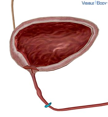 glossary   urinary system learn urinary anatomy